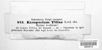 Exosporium tiliae image